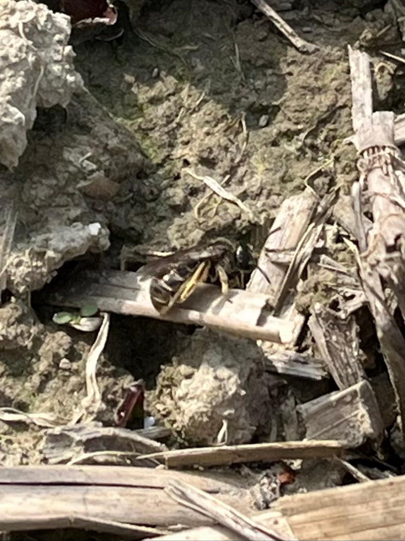 Schwarzblauer Ölkäfer — Bild 5