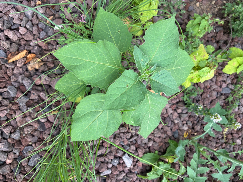 Schwarzer Nachtschatten — Bild 2 von 21