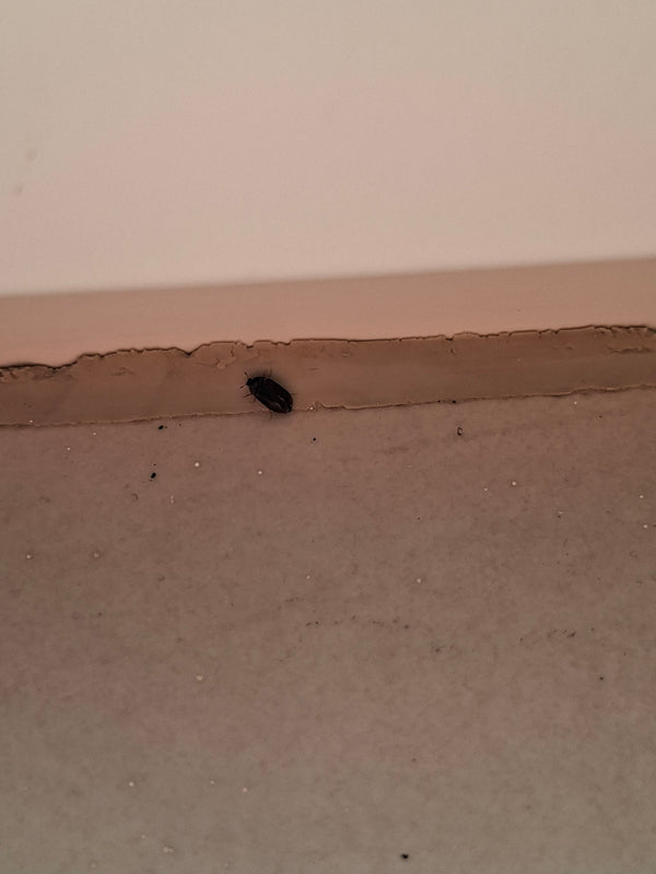 Auf dem Bild ist ein Schwarzer Pelzkäfer zu sehen, der auf einer hellen Oberfläche an einer Kante sitzt.