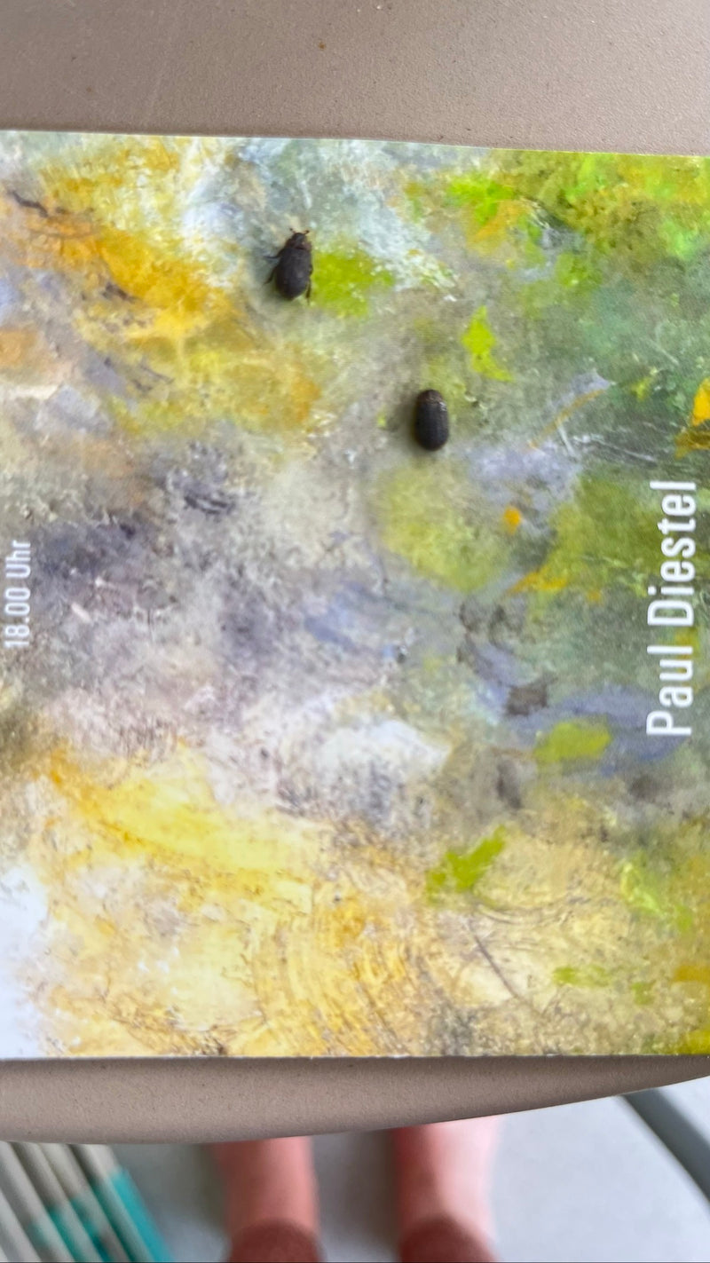 Schwarzer Pelzkäfer — Bild 2