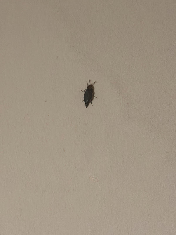 Auf einer hellen Wand sitzt ein einzelner Schwarzer Pelzkäfer von oben fotografiert.