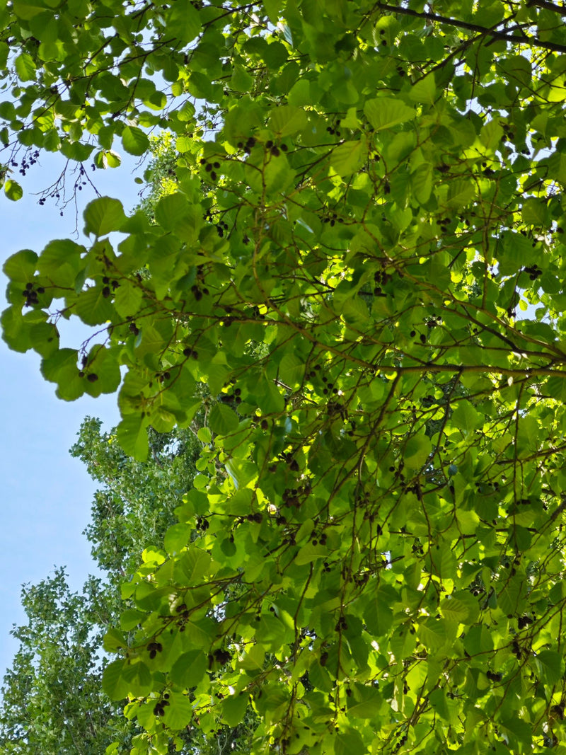 Schwarz-Erle — Bild 3