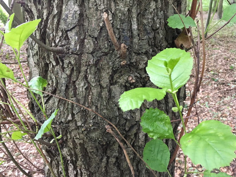 Schwarz-Erle — Bild 4