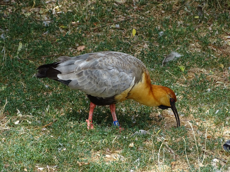 Schwarzzügelibis — Bild 2