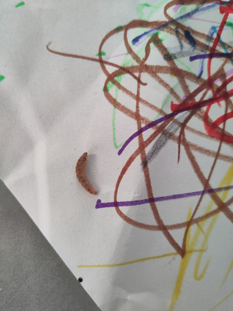 Auf einem mit bunten Linien bemalten Blatt Papier liegt eine bräunliche Insektenlarve. Es handelt sich um das Larvenstadium eines Schwarzkäfers.
