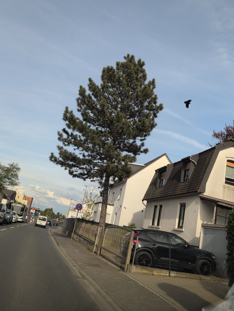 Schwarzkiefer — Bild 1