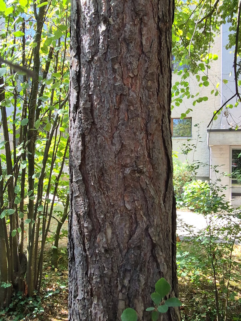 Schwarzkiefer — Bild 3