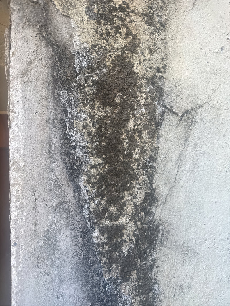Schwarzkopfameise — Bild 3