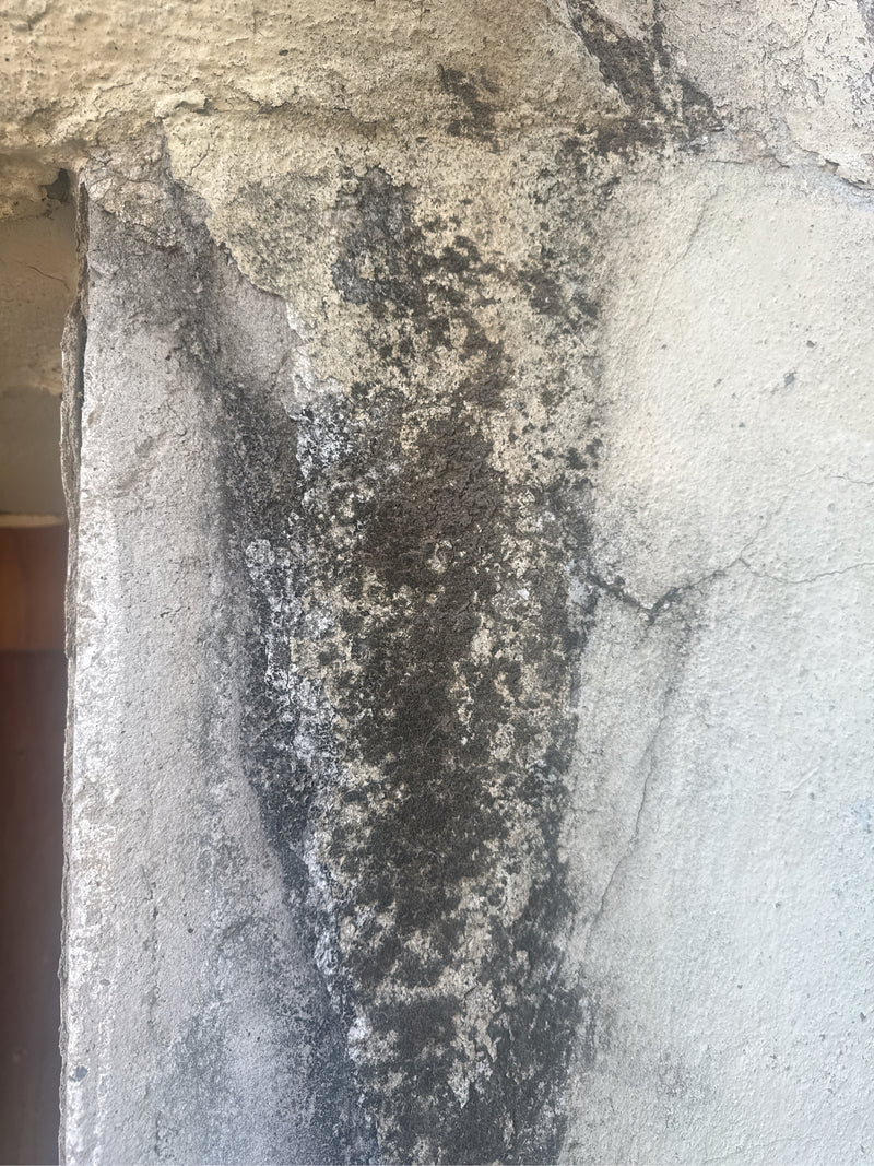 Schwarzkopfameise — Bild 4