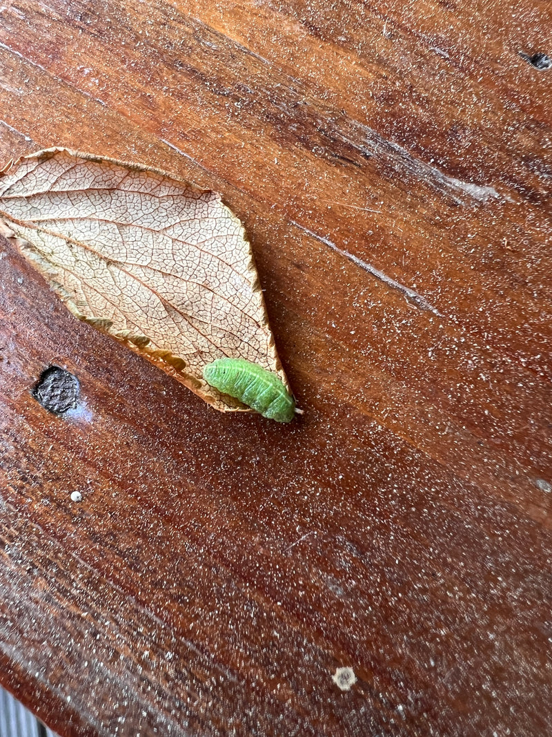 Schwebfliege — Bild 2