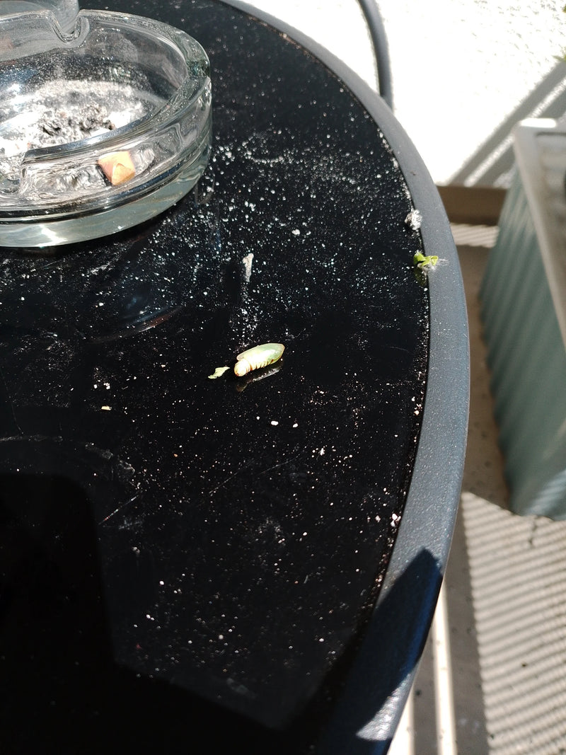 Schwebfliege — Bild 2 von 9