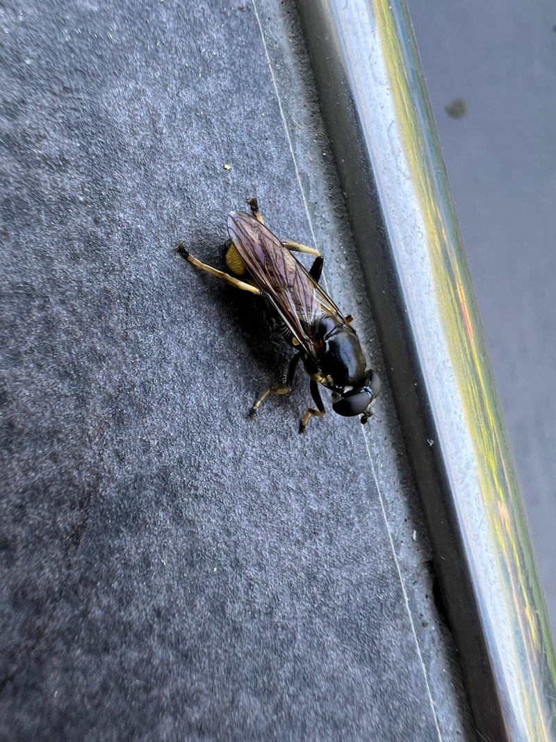 Schwebfliege — Bild 3 von 9