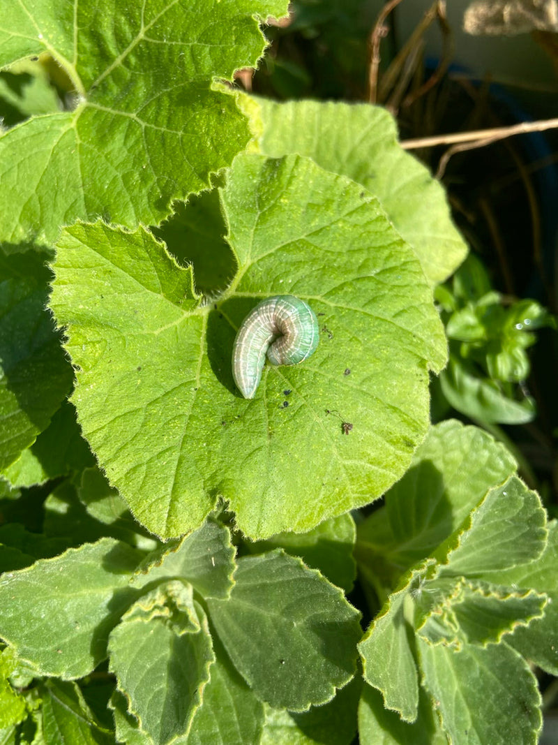 Schwebfliege — Bild 4 von 9
