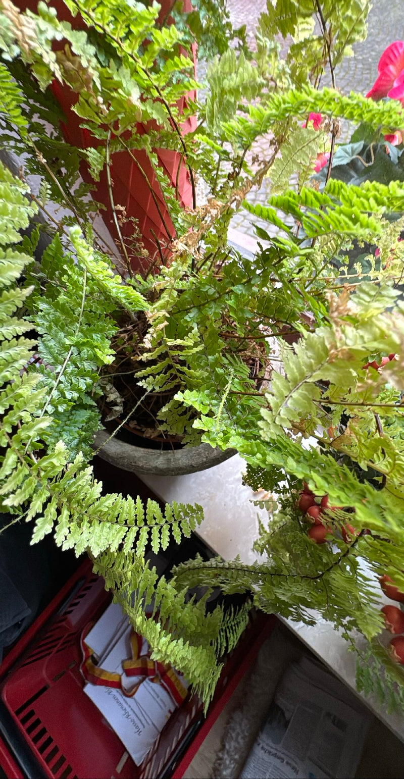 kaktus wolfsmilchgewchs Euphorbia erytrea - Wolfsmilchkaktus :19 H:70 cm