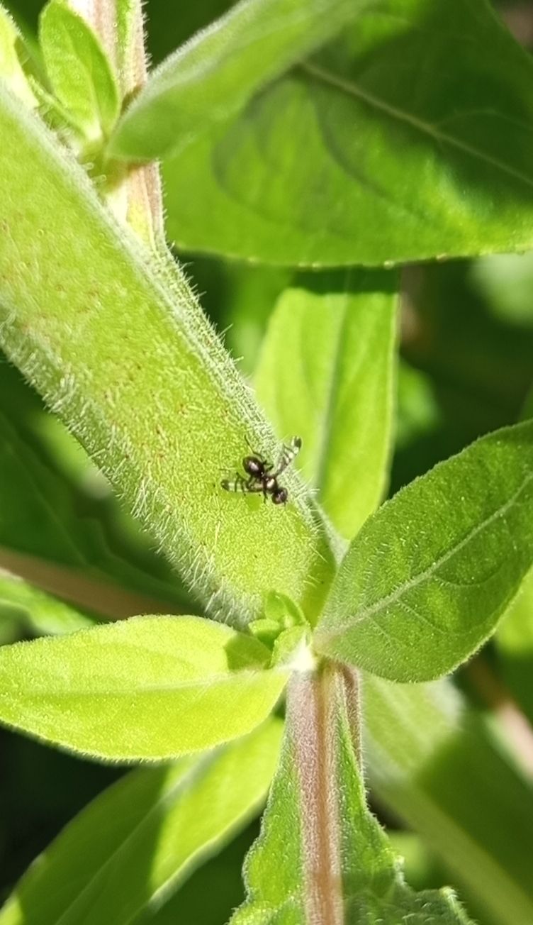 Schwingfliege — Bild 1