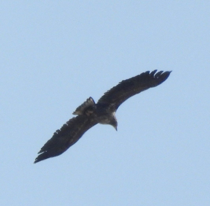 Seeadler — Bild 1