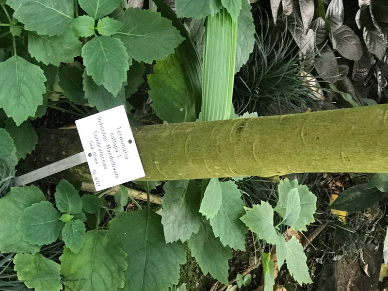 Zu sehen ist der Stamm eines Seemandelbaums mit einem angebrachten Artenschild in einer Gartenumgebung.