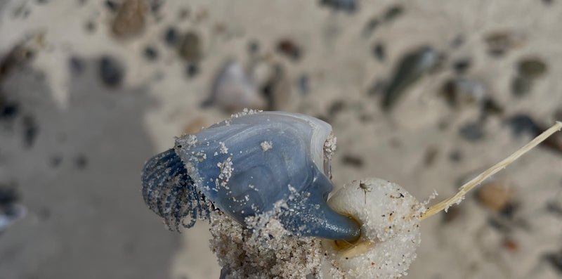 Segelqualle — Bild 1
