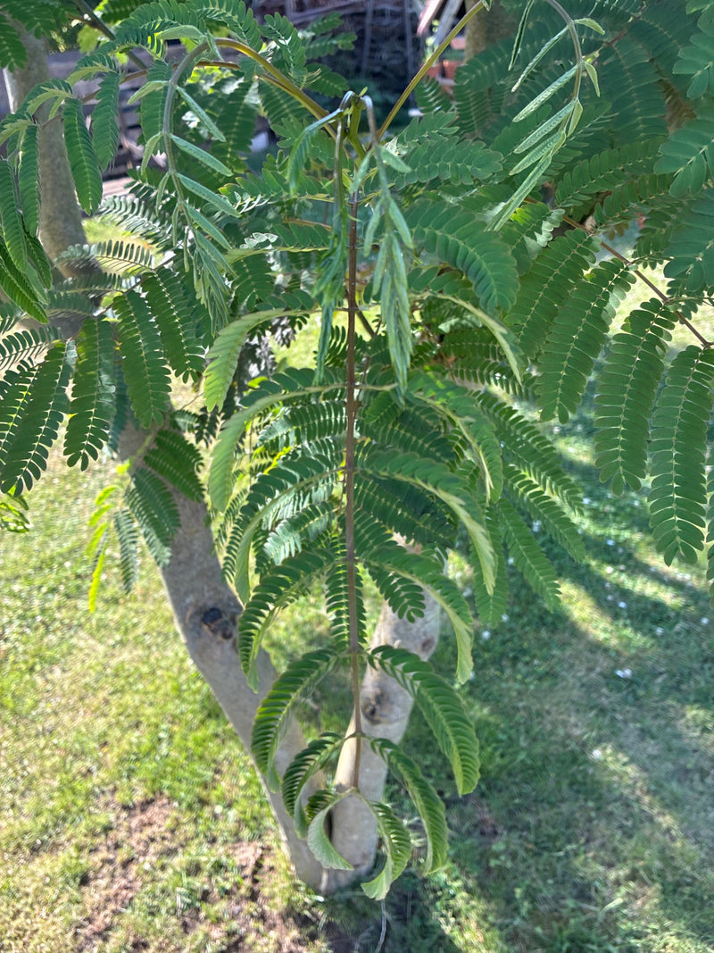 Seidenbaum — Bild 1