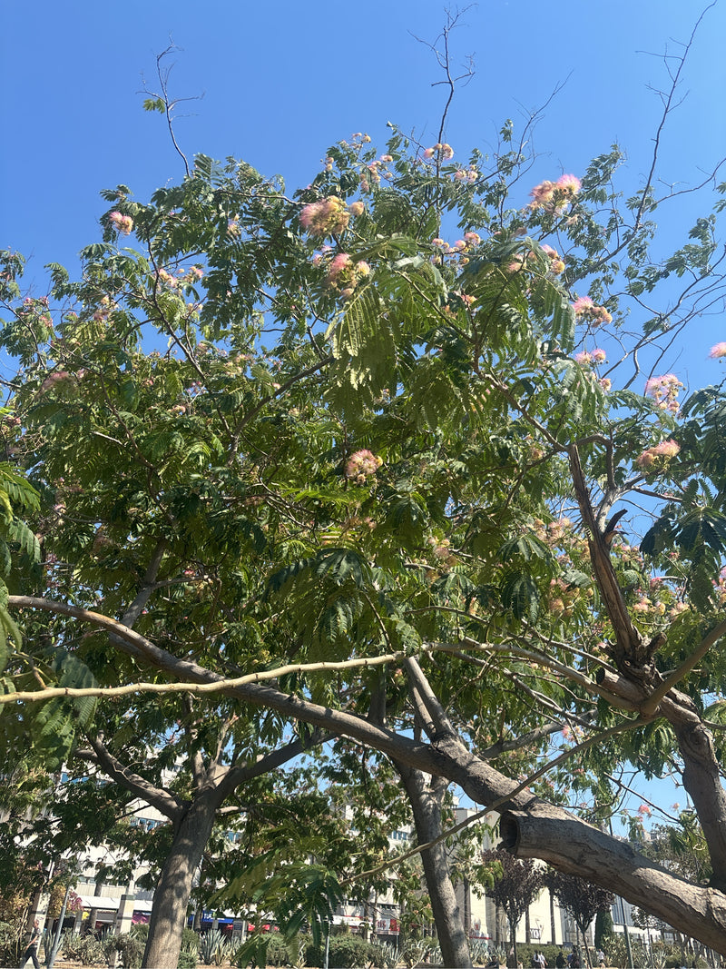 Seidenbaum — Bild 5