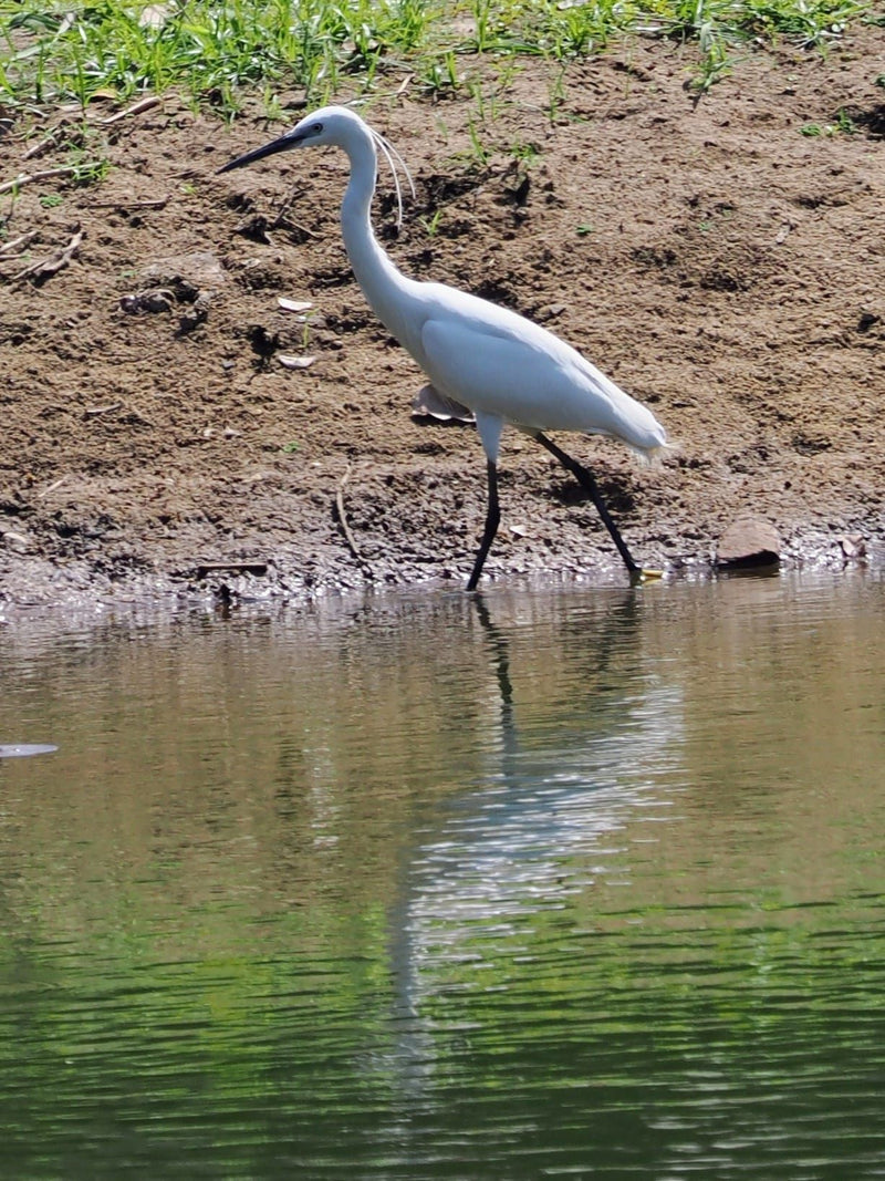 Seidenreiher — Bild 1