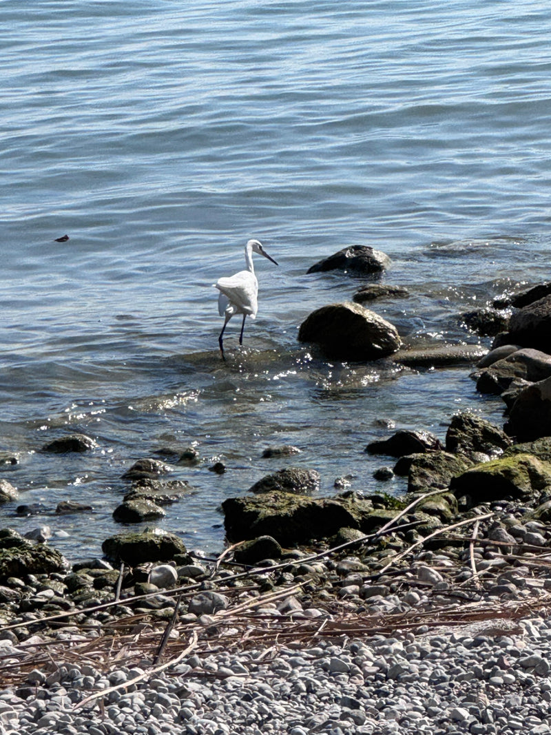 Ein Seidenreiher steht im seichten Wasser an einem steinigen Ufer. Er wendet den Kopf zur Seite.
