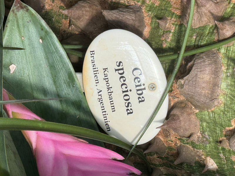 Zu sehen ist der dornenbesetzte, grünliche Stamm eines Seidenwollbaums mit einem botanischen Hinweisschild sowie Teilen einer davor wachsenden Pflanze.