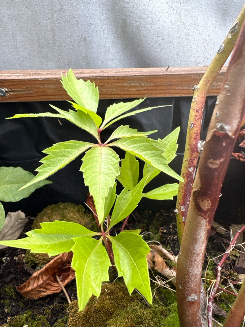 Selbstkletternde Jungfernrebe — Bild 5