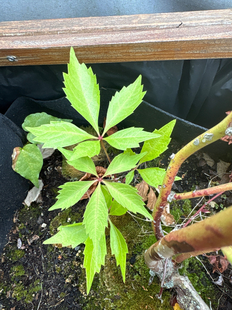Selbstkletternde Jungfernrebe — Bild 3