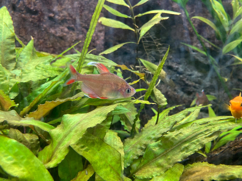 Serpae-Salmler — Bild 1