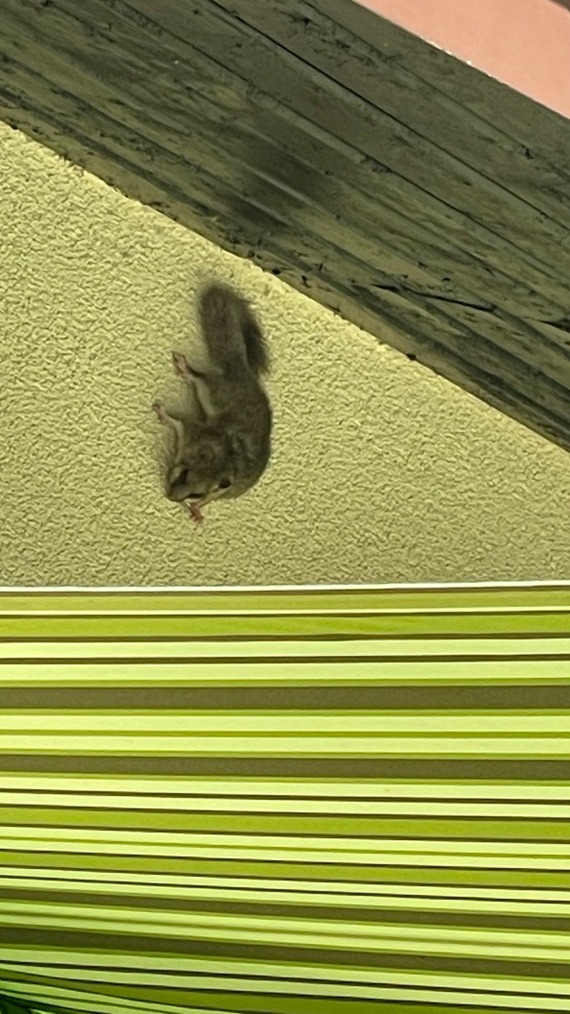 Ein Siebenschläfer klettert kopfüber an einer rauen, gelblichen Hauswand unterhalb eines Dachvorsprungs.