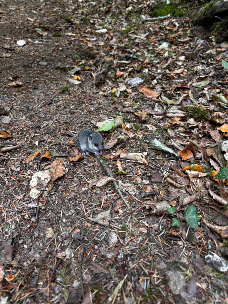 Siebenschläfer — Bild 1