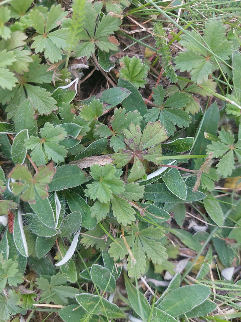 Silber-Fingerkraut — Bild 1