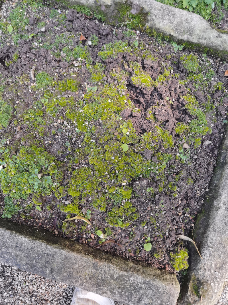 Silbermoos — Bild 4