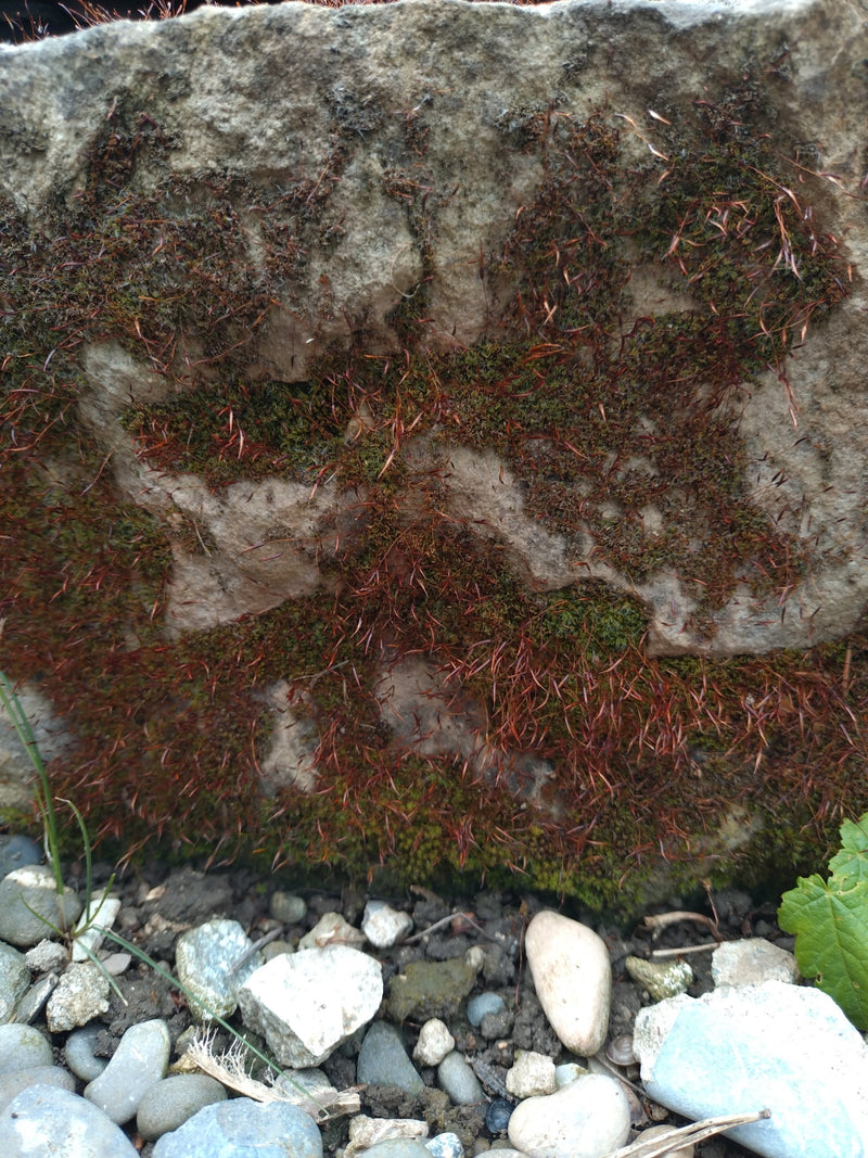 Silbermoos — Bild 5