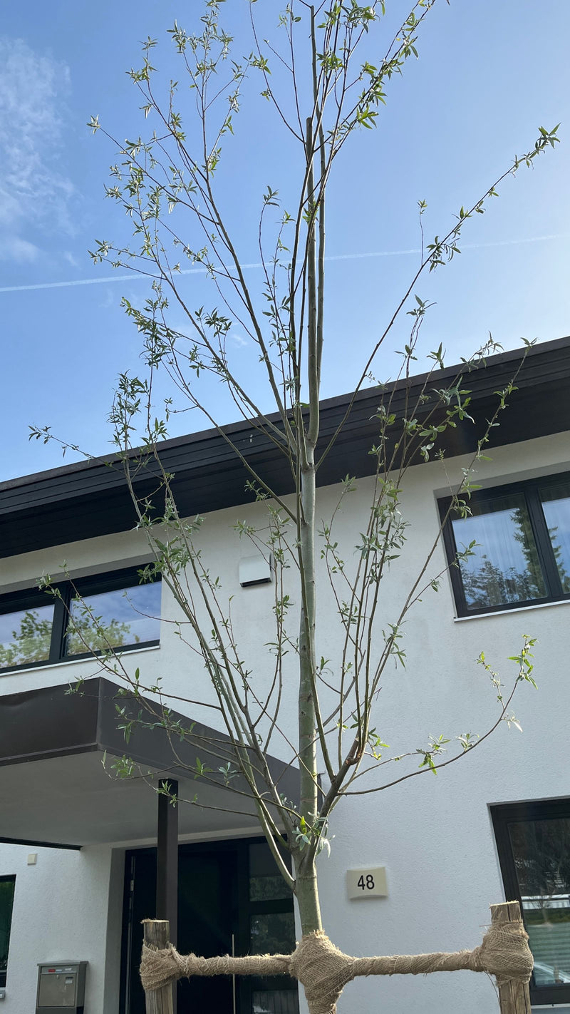 Silber-Weide — Bild 2