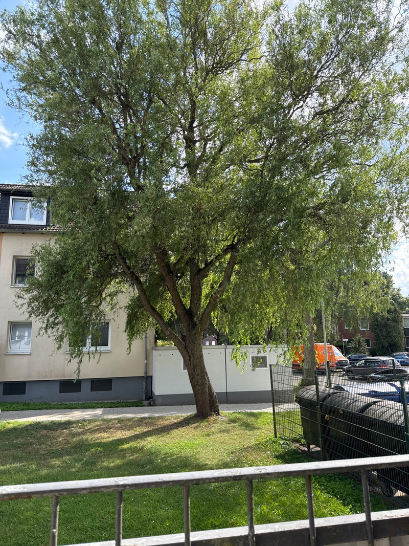 Silber-Weide — Bild 3