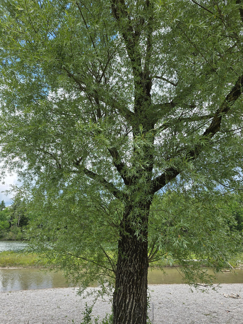 Silber-Weide — Bild 1