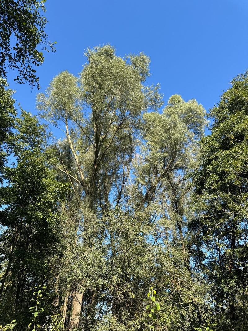 Silber-Weide — Bild 1 von 25