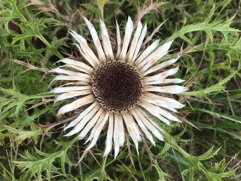 Silberdistel — Bild 3 von 4