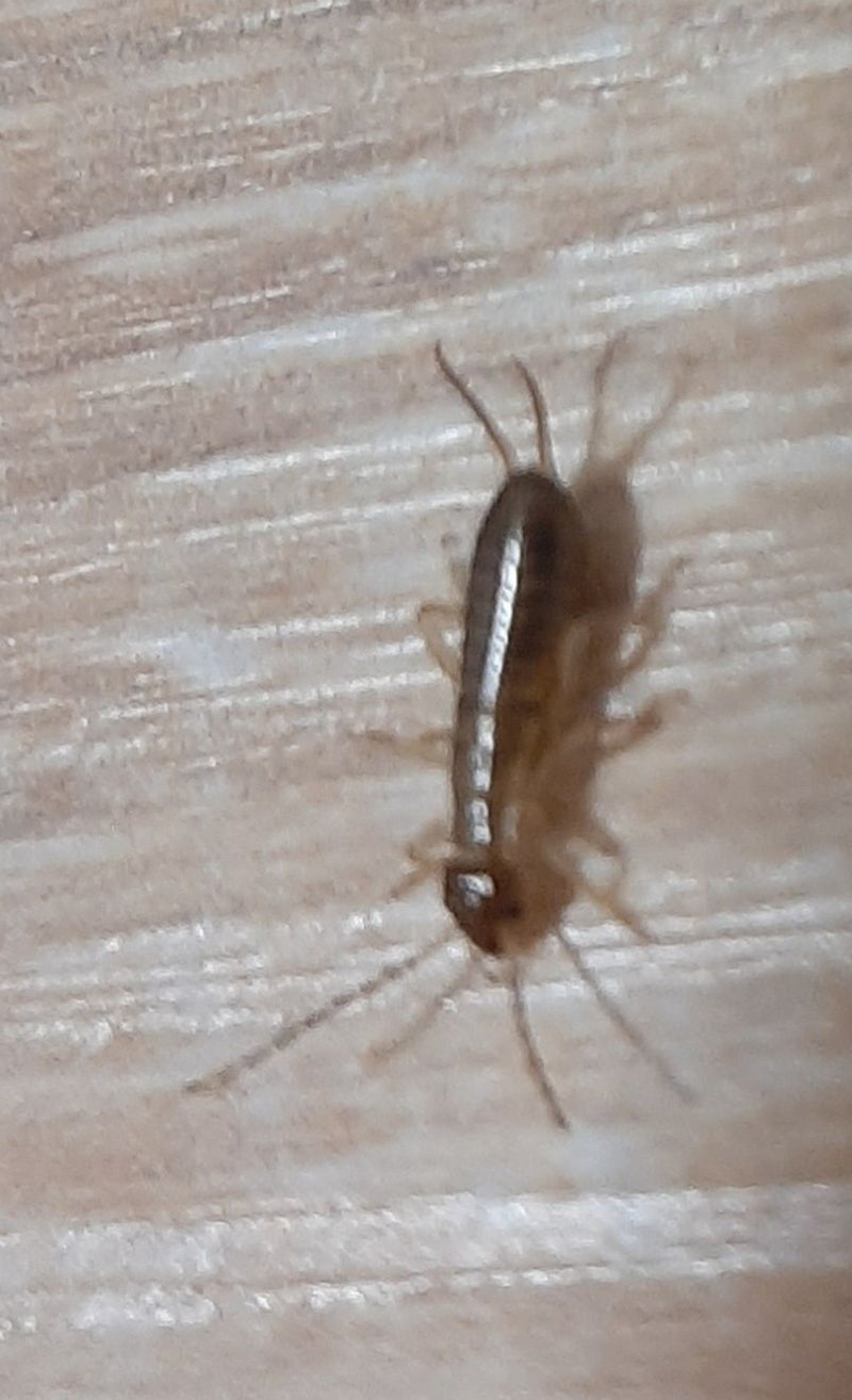 Ein Silberfischchen krabbelt auf einer hellen Holzoberfläche. Das längliche, schimmernde Insekt ist von oben gut zu erkennen.