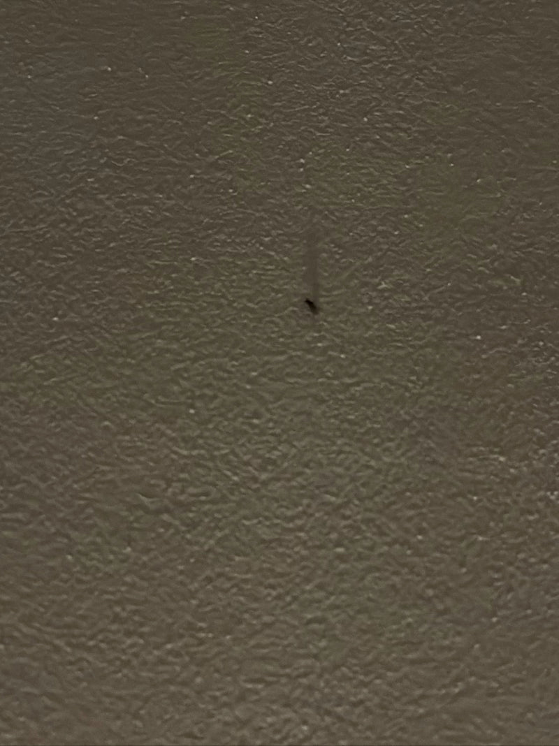 Silberfischchen — Bild 5