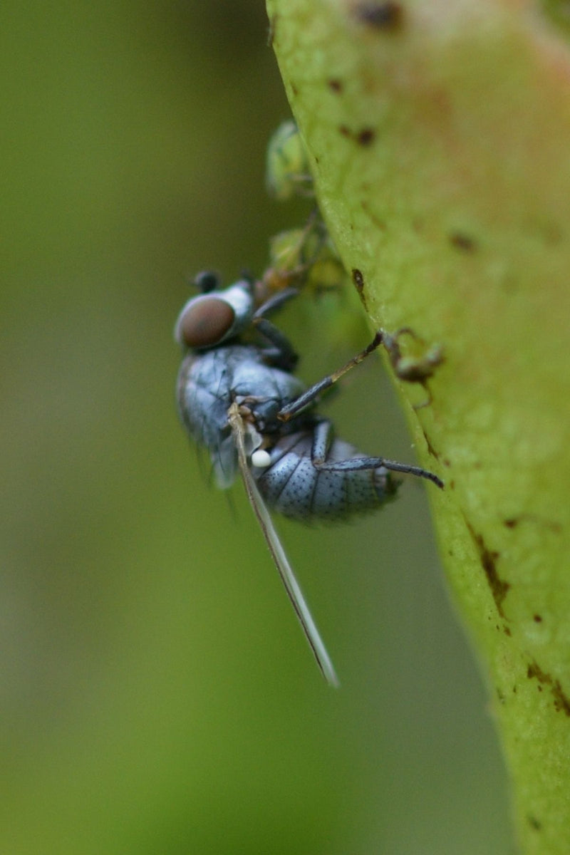 Silberfliege (Gattung Leucopis) — Bild 1