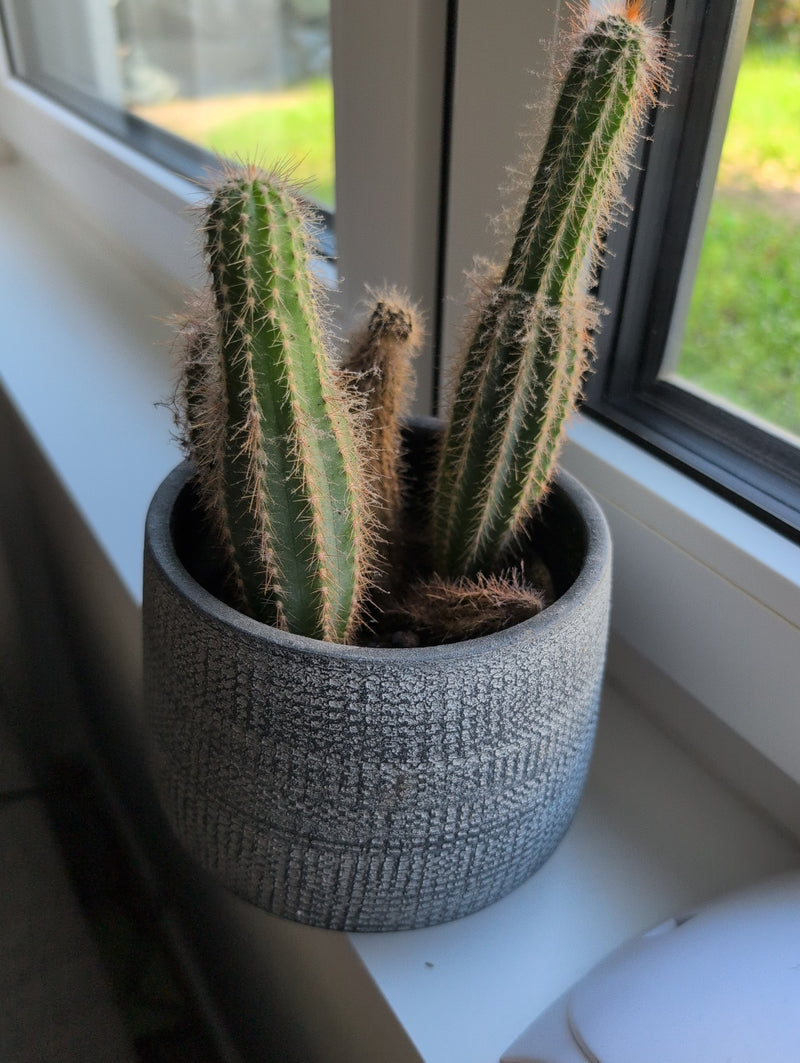 Silberkerzen-Kaktus — Bild 5