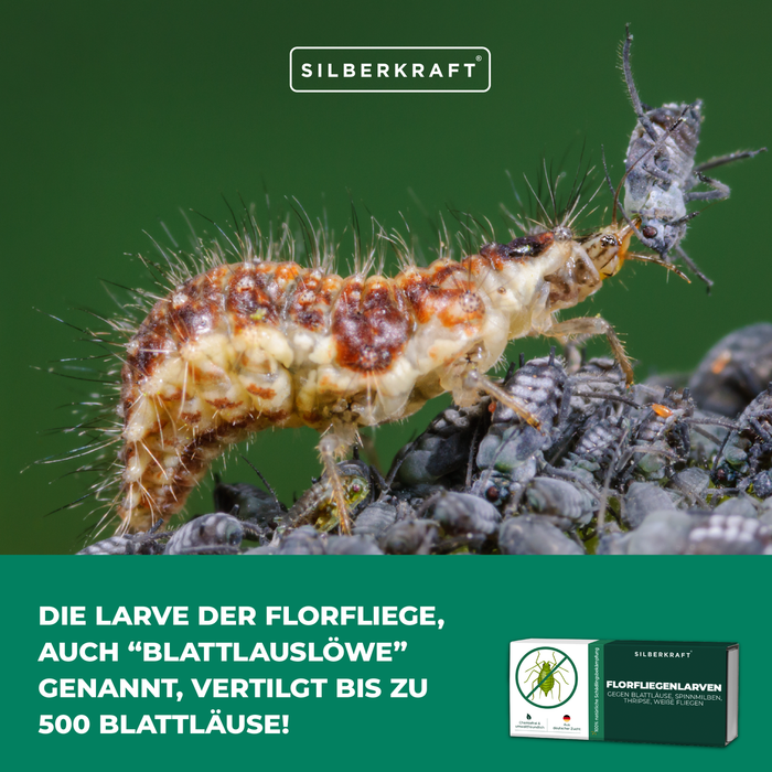 Florfliegenlarve (Blattlauslöwe) frisst Blattläuse – vertilgt bis zu 500 Stück | Silberkraft