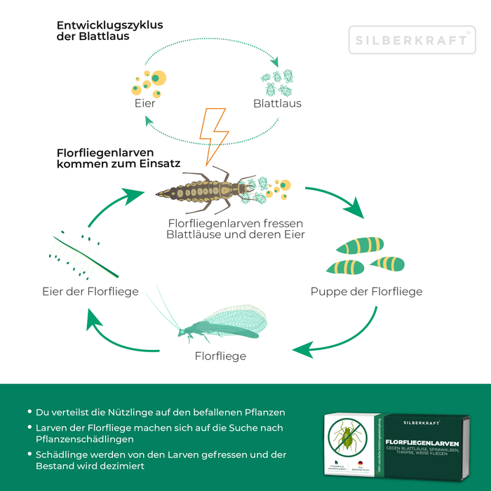 Entwicklungszyklus der Florfliege – Eier, Larven, Puppe, Florfliege | Silberkraft