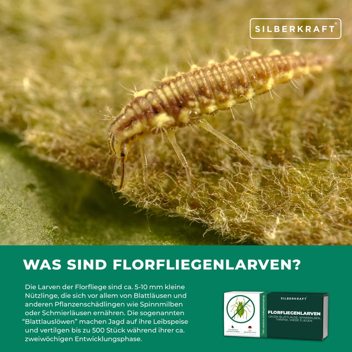Was sind Florfliegenlarven? – 5-10mm Blattlauslöwen gegen Blattläuse und Spinnmilben | Silberkraft