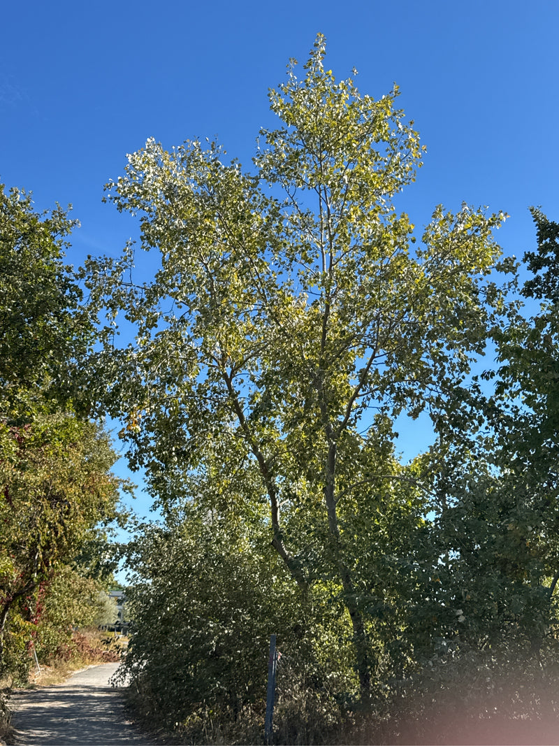 Eine hochgewachsene Silberpappel steht an einem sonnigen Wegrand vor blauem Himmel.