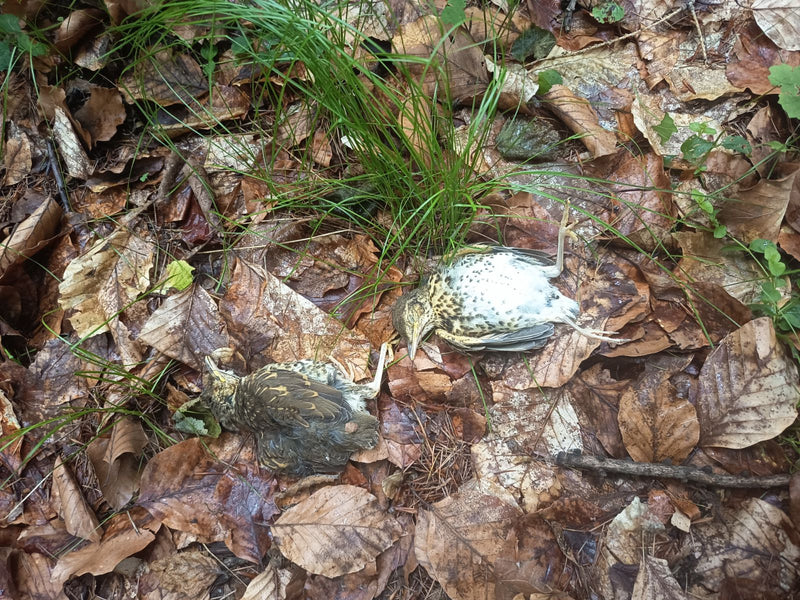 Singdrossel — Bild 2
