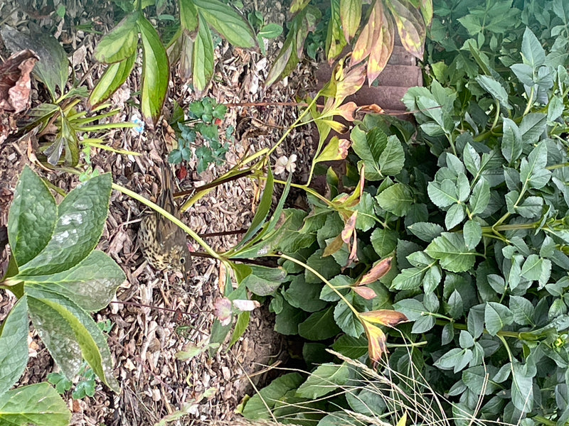 Eine Singdrossel sitzt auf einem mit Mulch bedeckten Boden zwischen grünen Pflanzen. Der Vogel ist von oben gut zu erkennen.